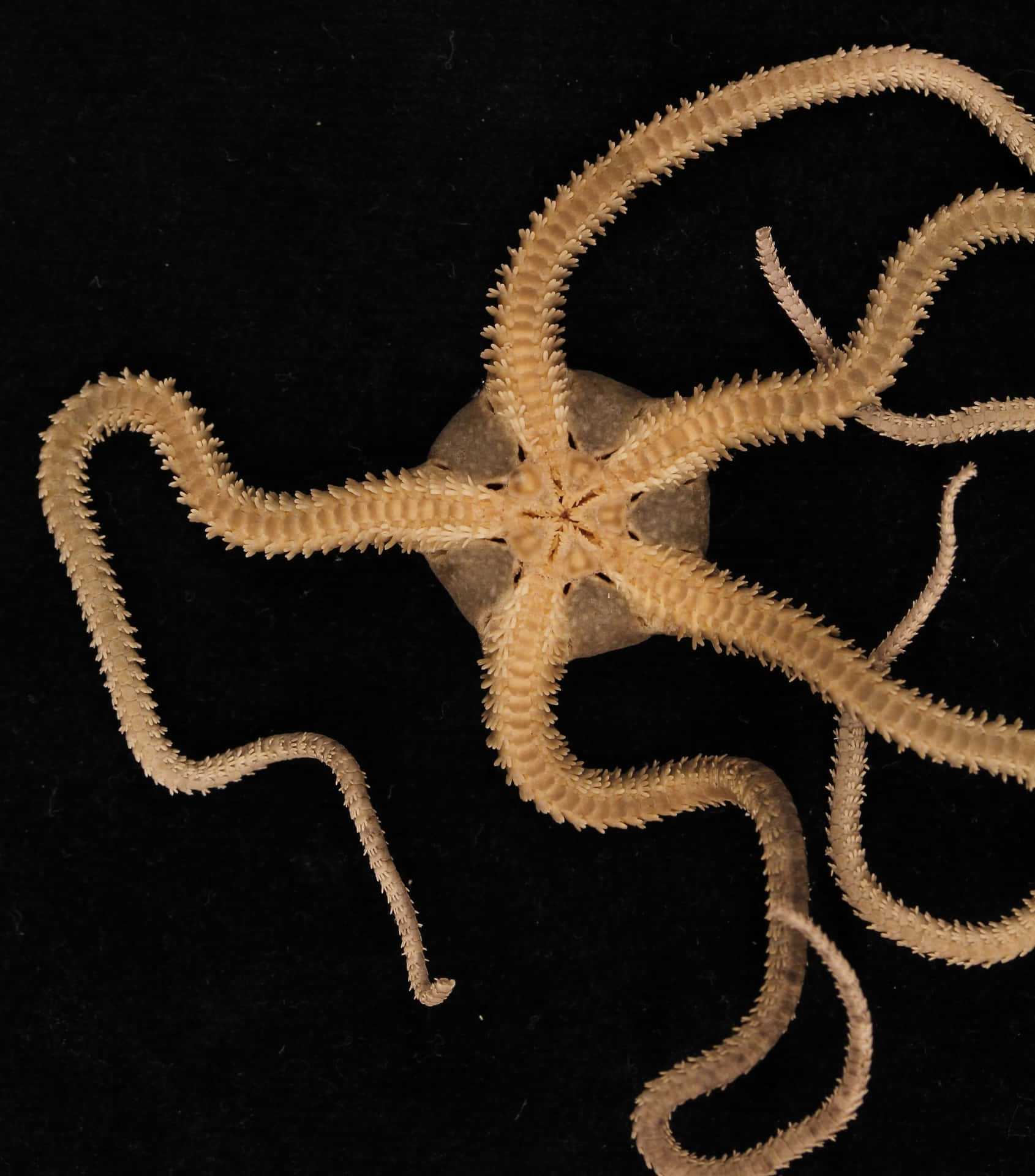 tdpeuter/2026SEL3-project-Brittle_Star_Controller_Modularity